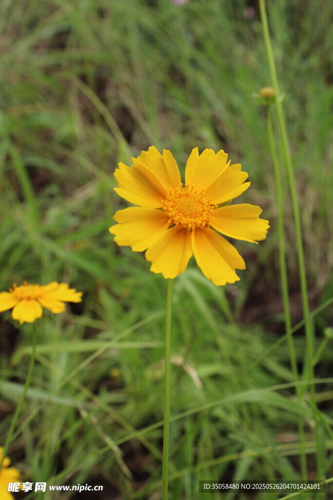 金鸡菊 