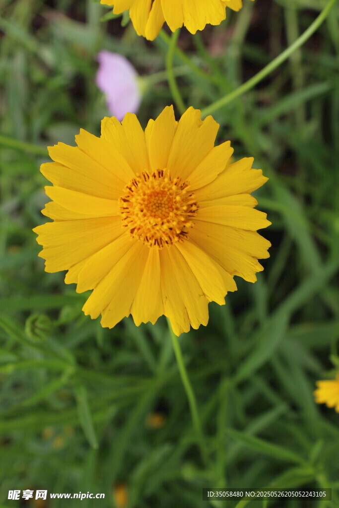 金鸡菊  