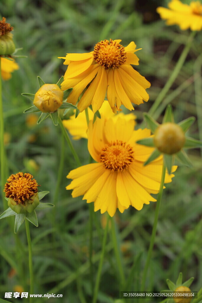 金鸡菊 