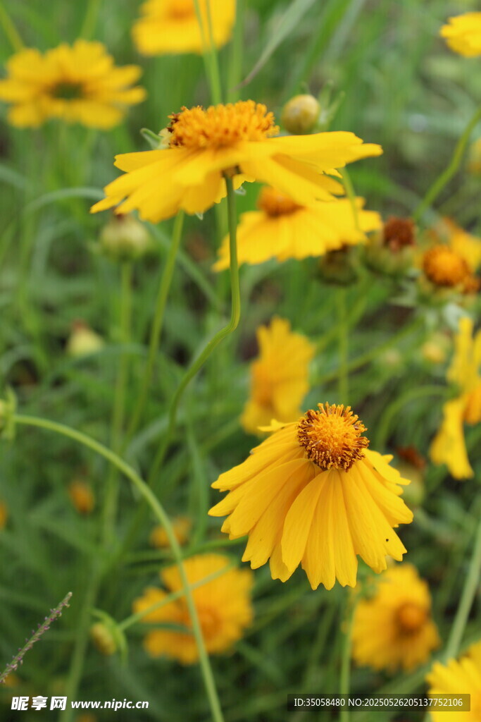 金鸡菊 