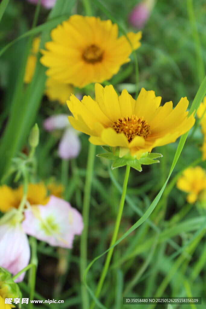 金鸡菊  