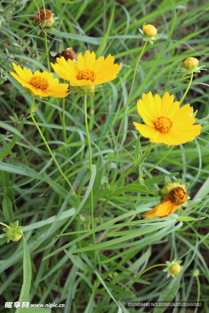 金鸡菊  