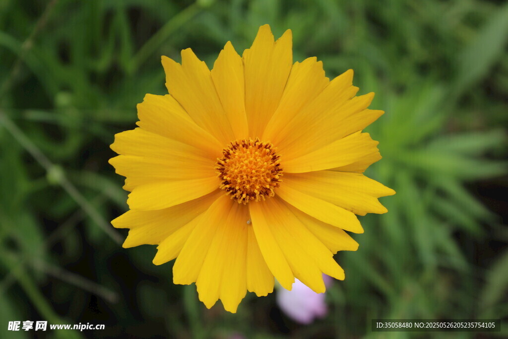 金鸡菊  
