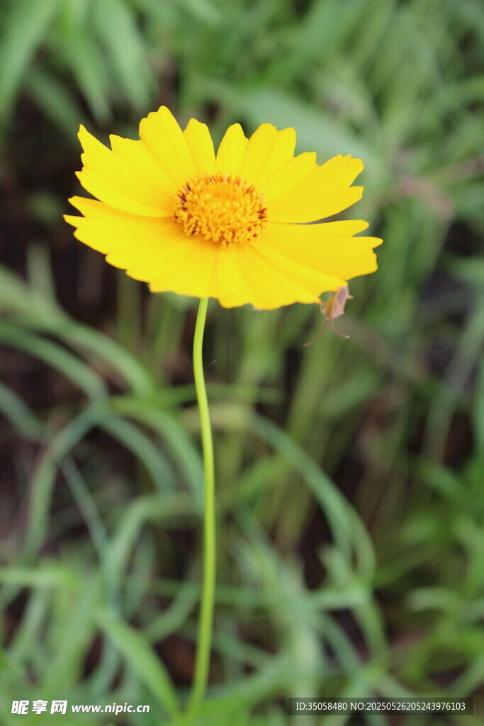 金鸡菊  