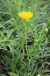 金鸡菊  