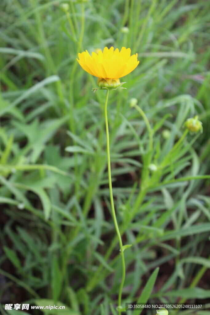 金鸡菊  