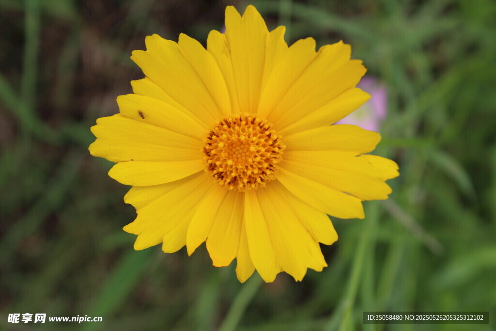 金鸡菊  