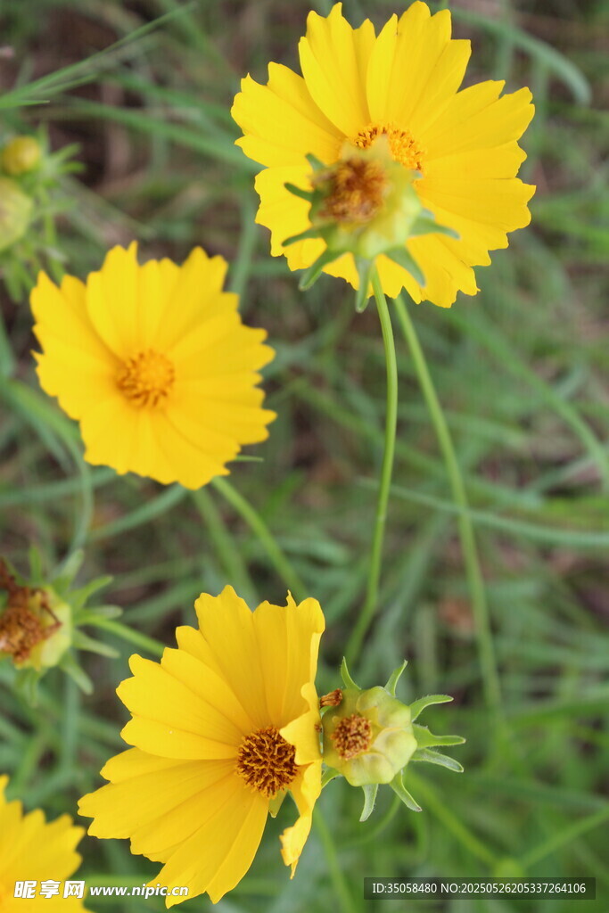 金鸡菊  