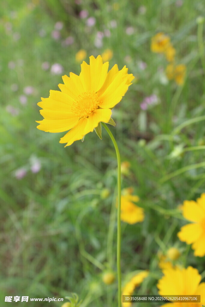 金鸡菊  