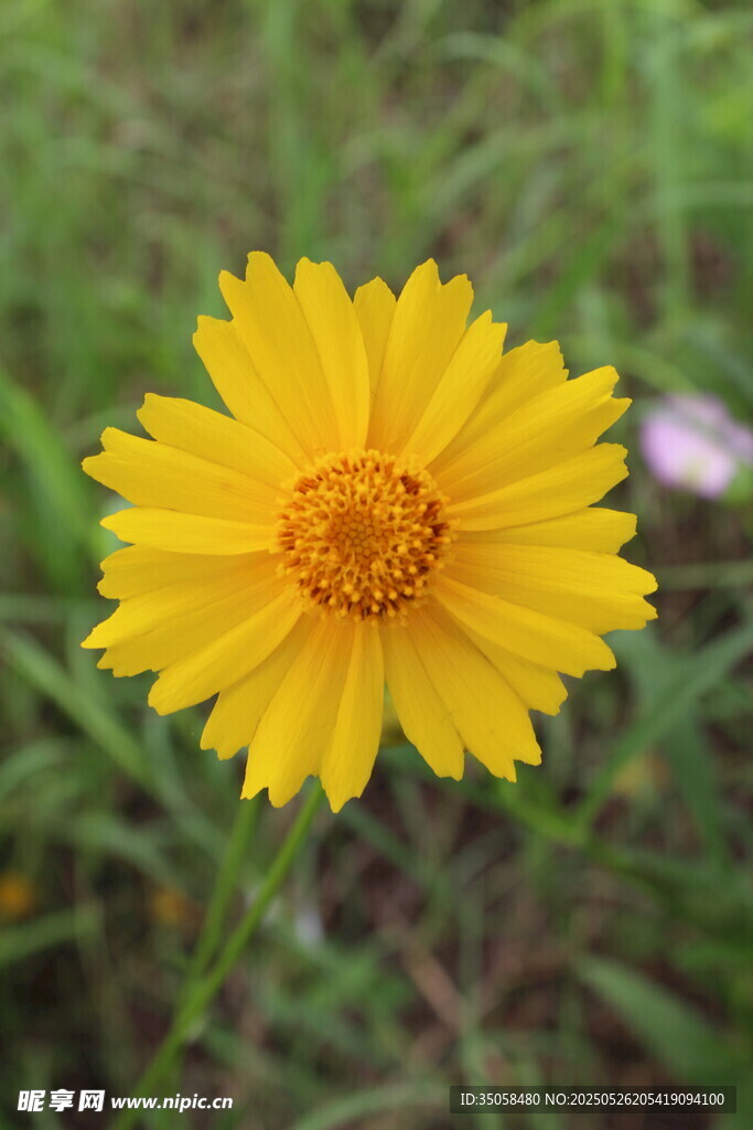 金鸡菊  