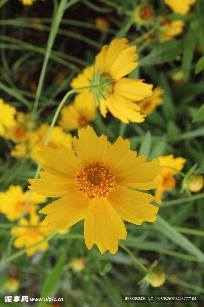 金鸡菊  
