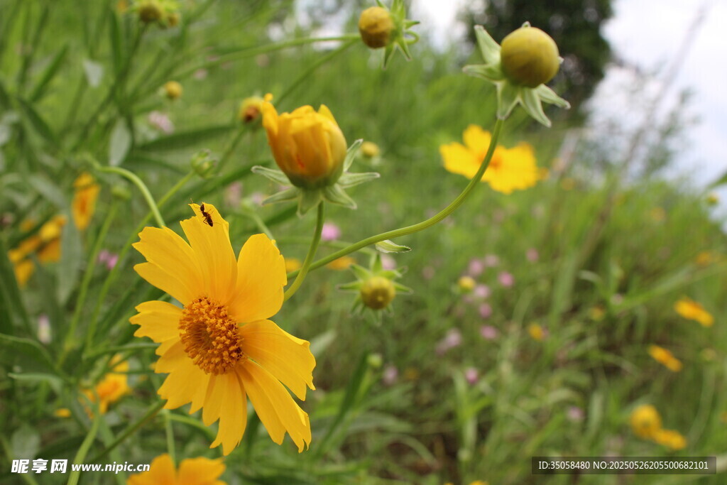 金鸡菊  