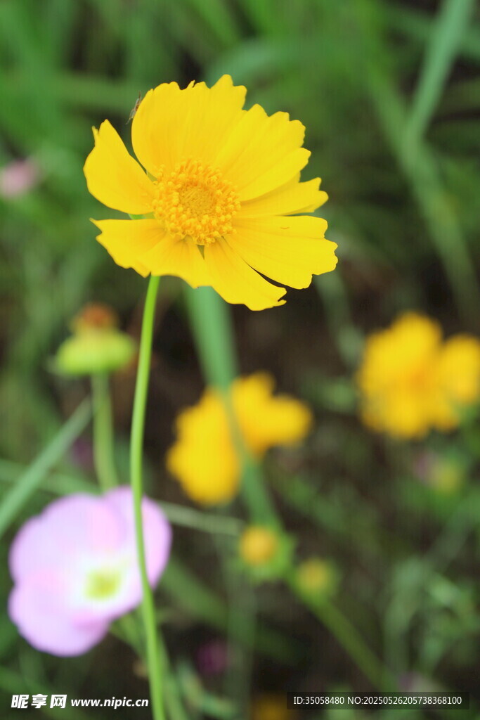 金鸡菊 