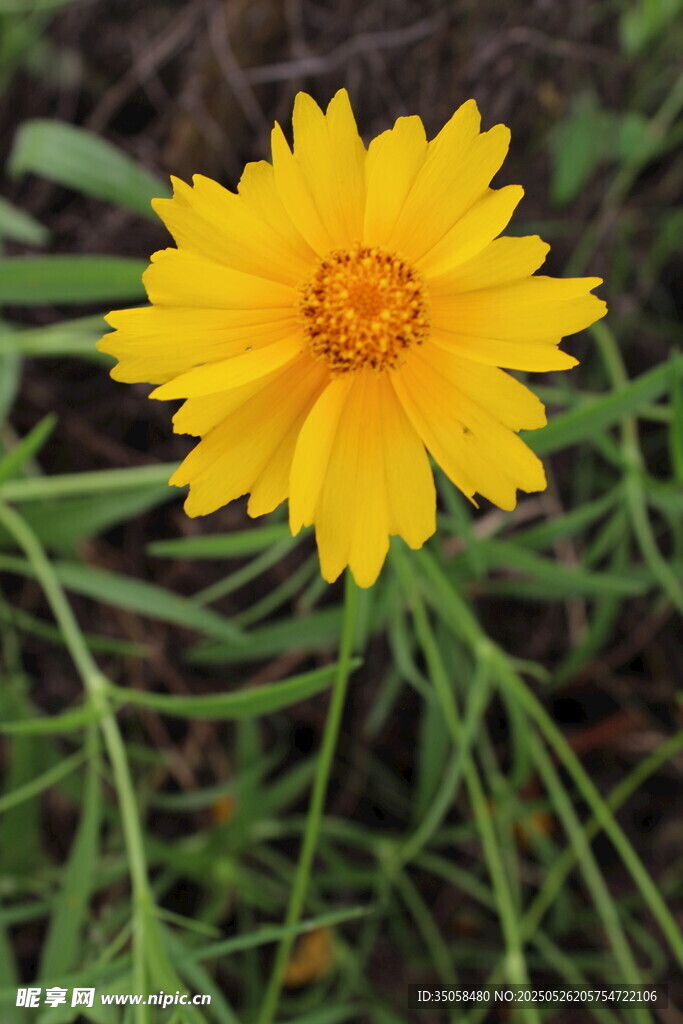金鸡菊 
