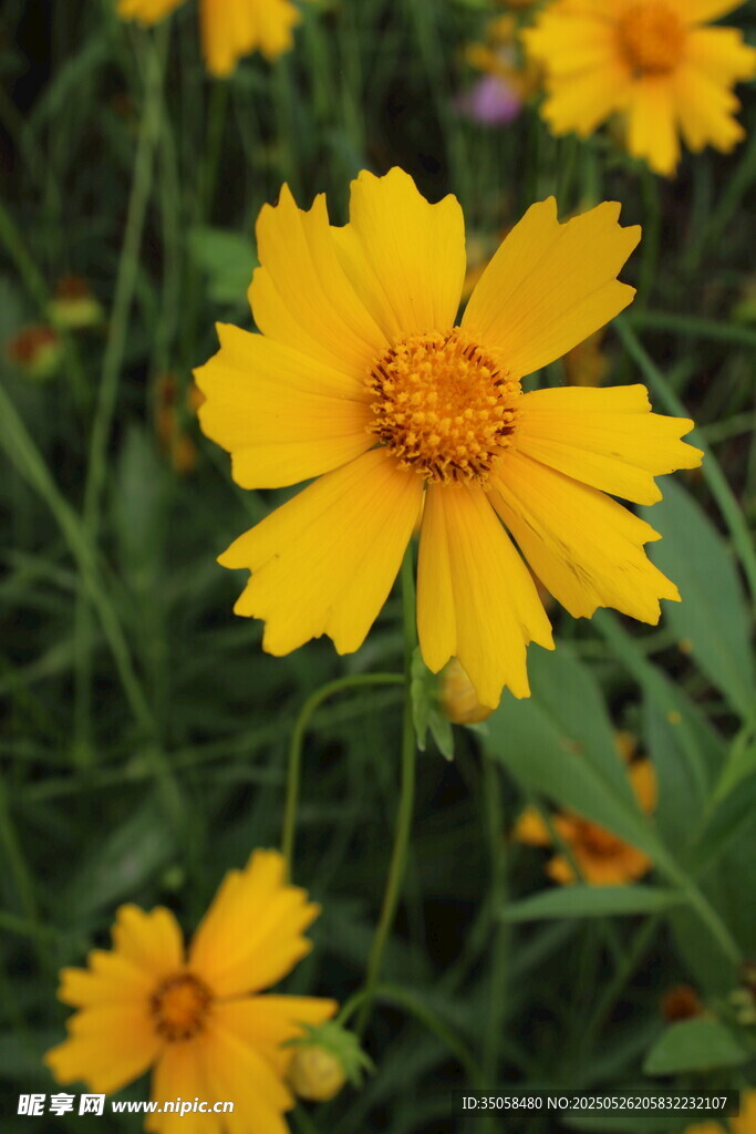 金鸡菊 