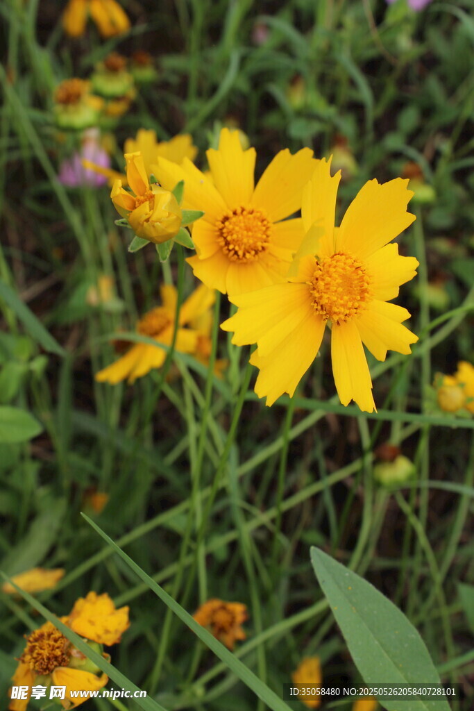 金鸡菊  