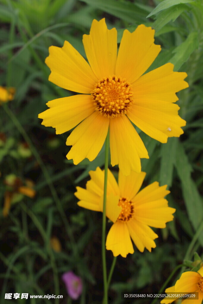 金鸡菊  