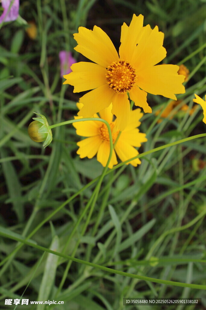 金鸡菊  