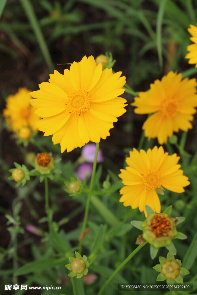 金鸡菊 