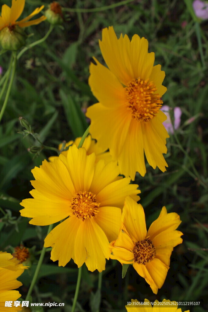 金鸡菊 