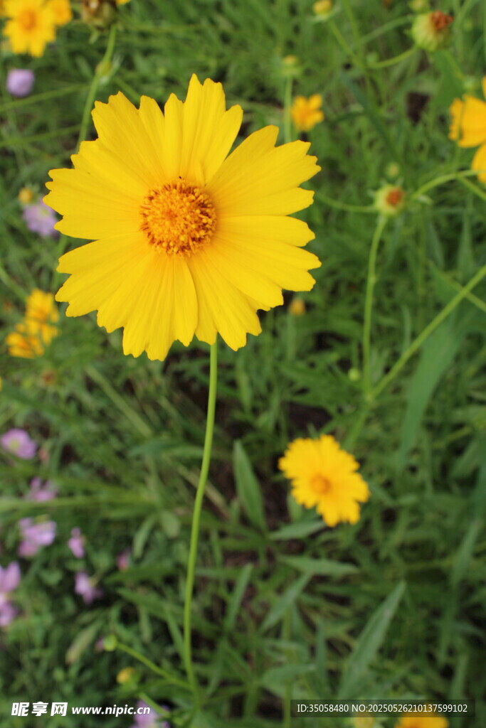 金鸡菊  