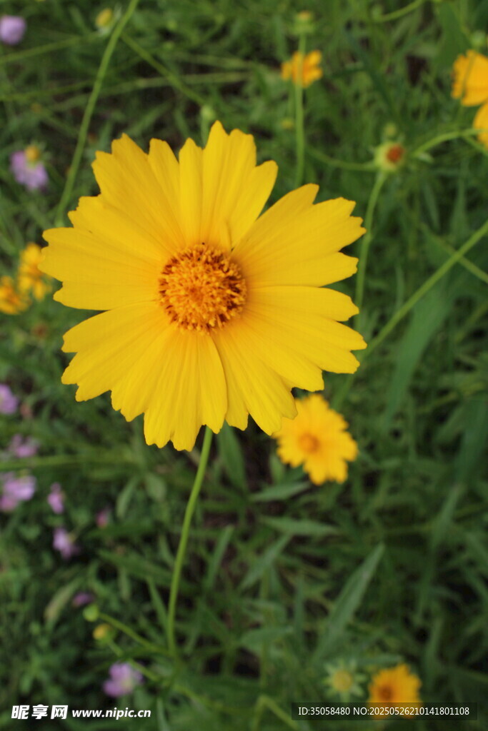 金鸡菊 