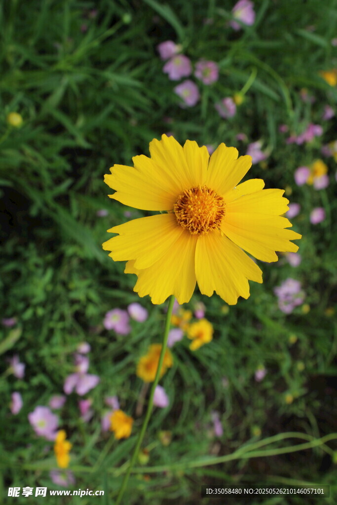 金鸡菊  