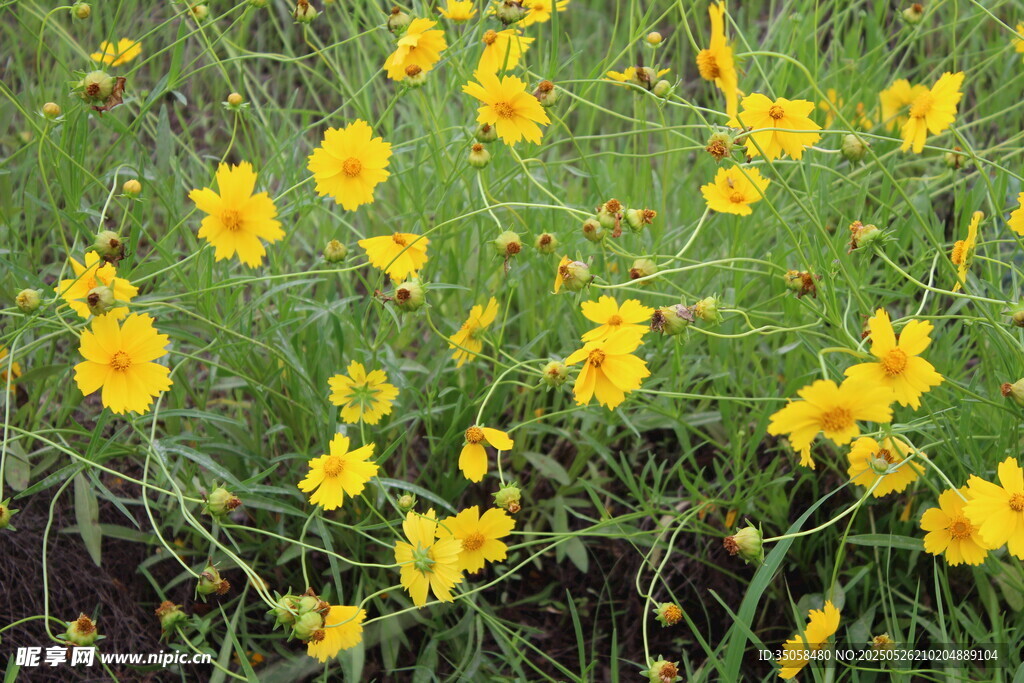 金鸡菊  