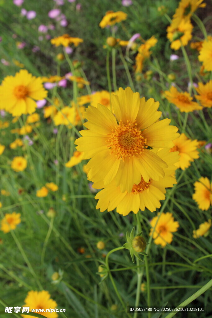 金鸡菊  