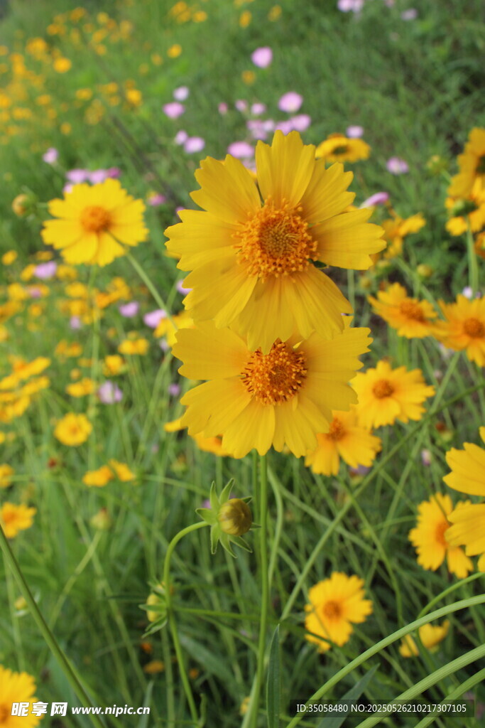 金鸡菊  