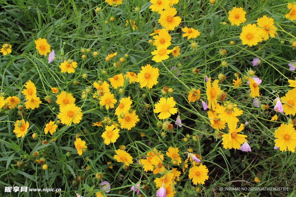 金鸡菊  