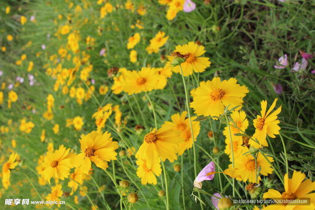 金鸡菊 