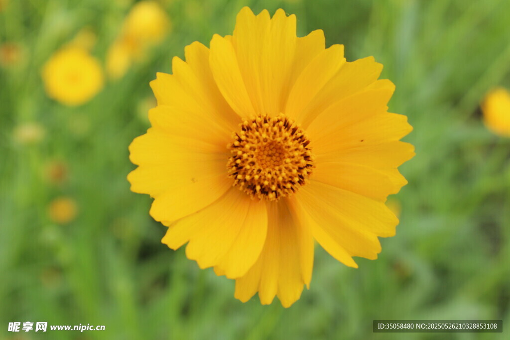 金鸡菊 