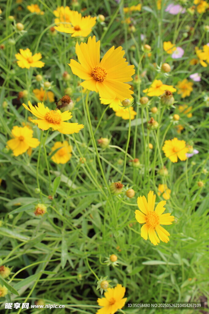 金鸡菊 