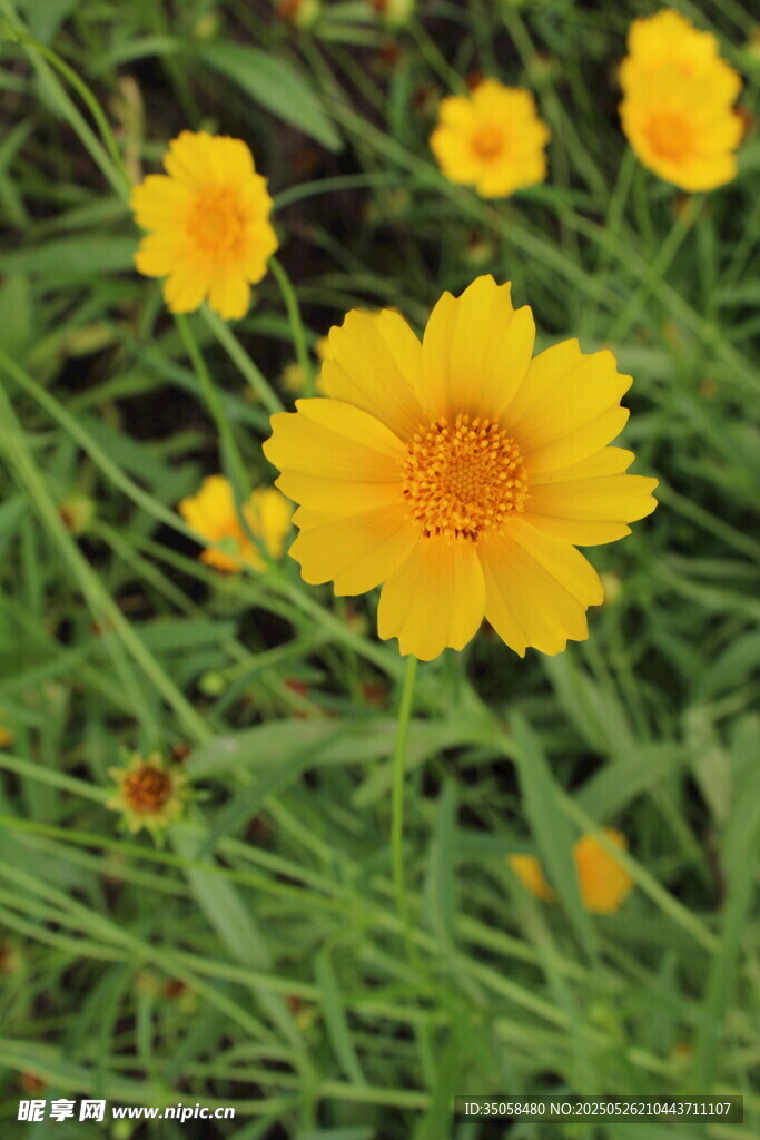 金鸡菊  