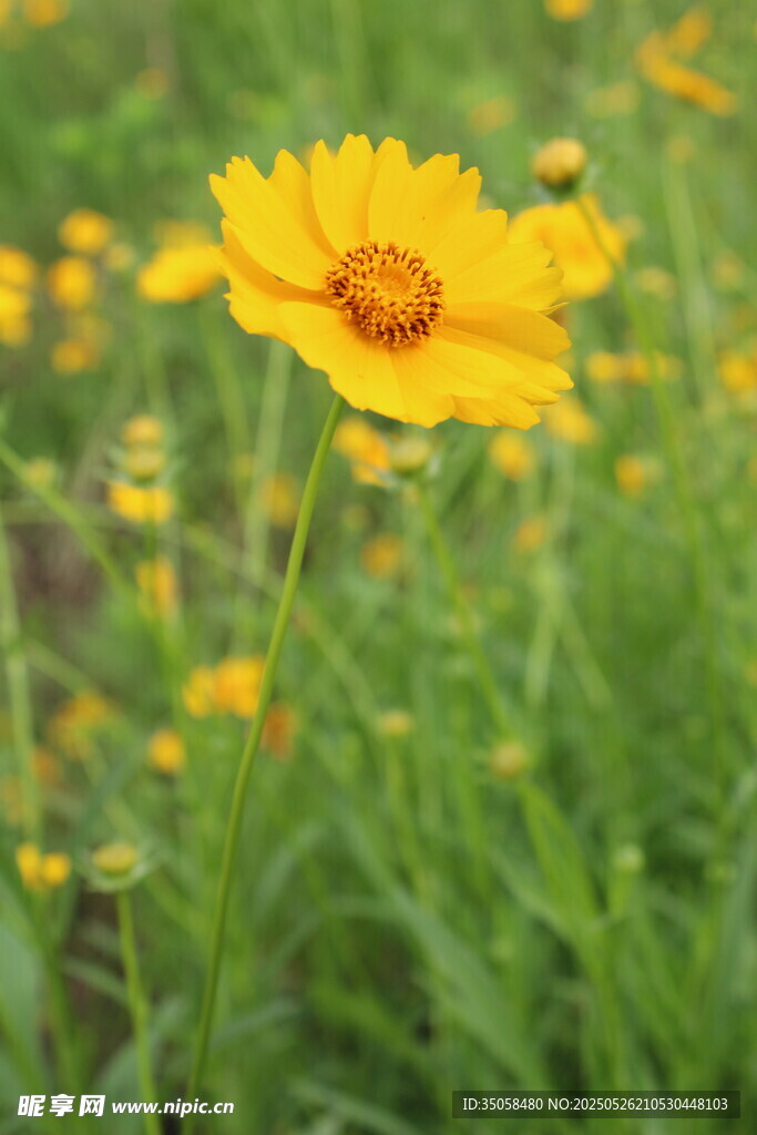 金鸡菊  
