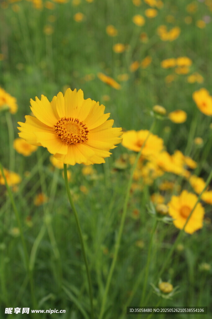 金鸡菊  
