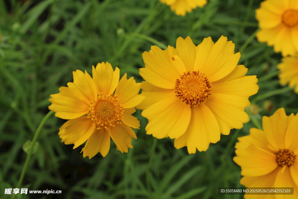 金鸡菊  