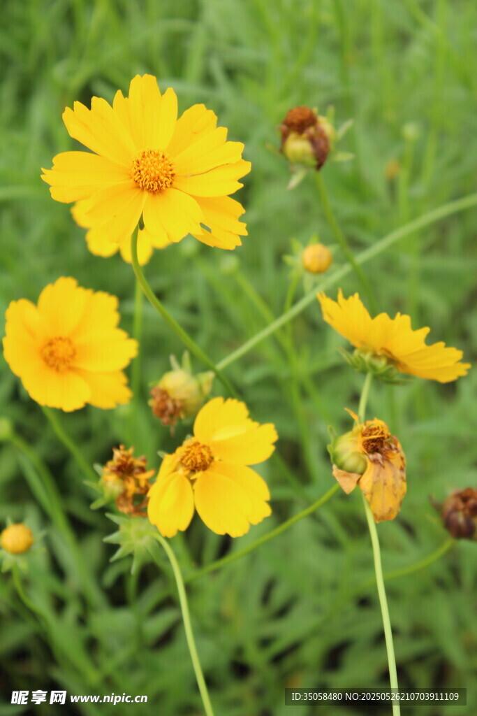 金鸡菊  