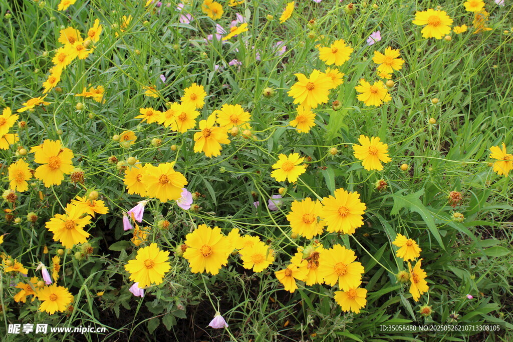 金鸡菊  