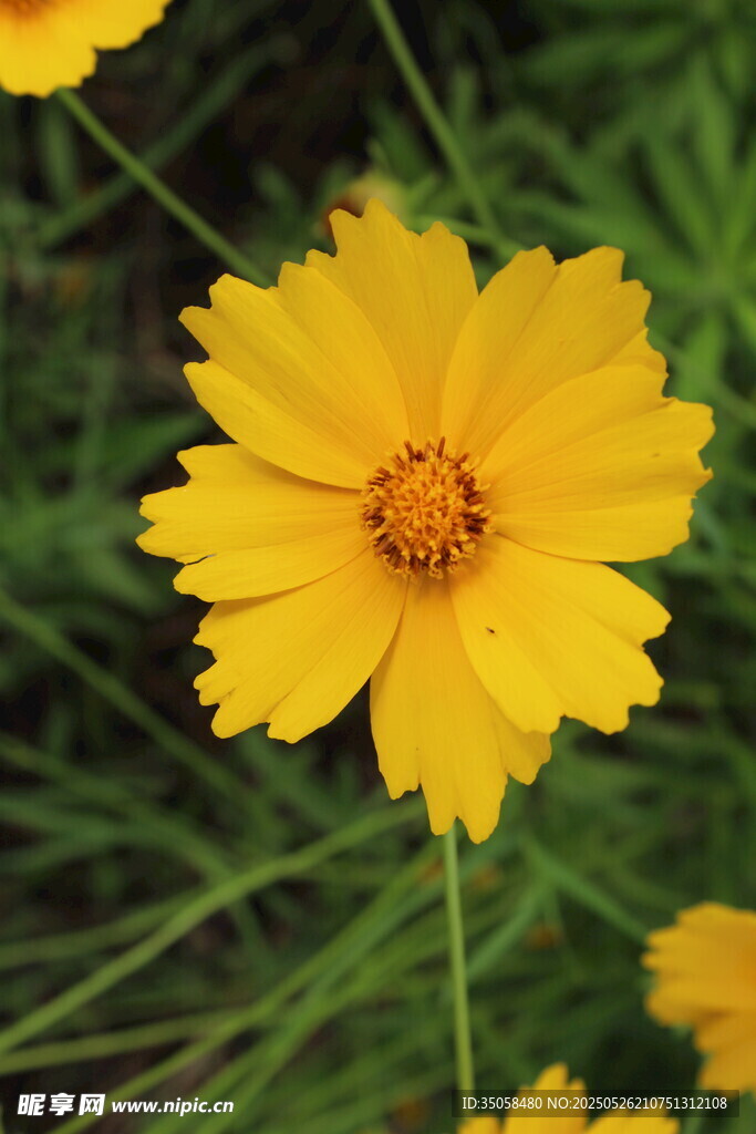 金鸡菊  