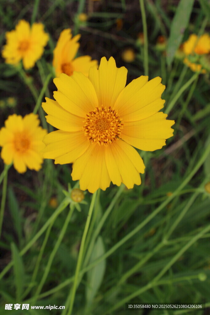 金鸡菊  
