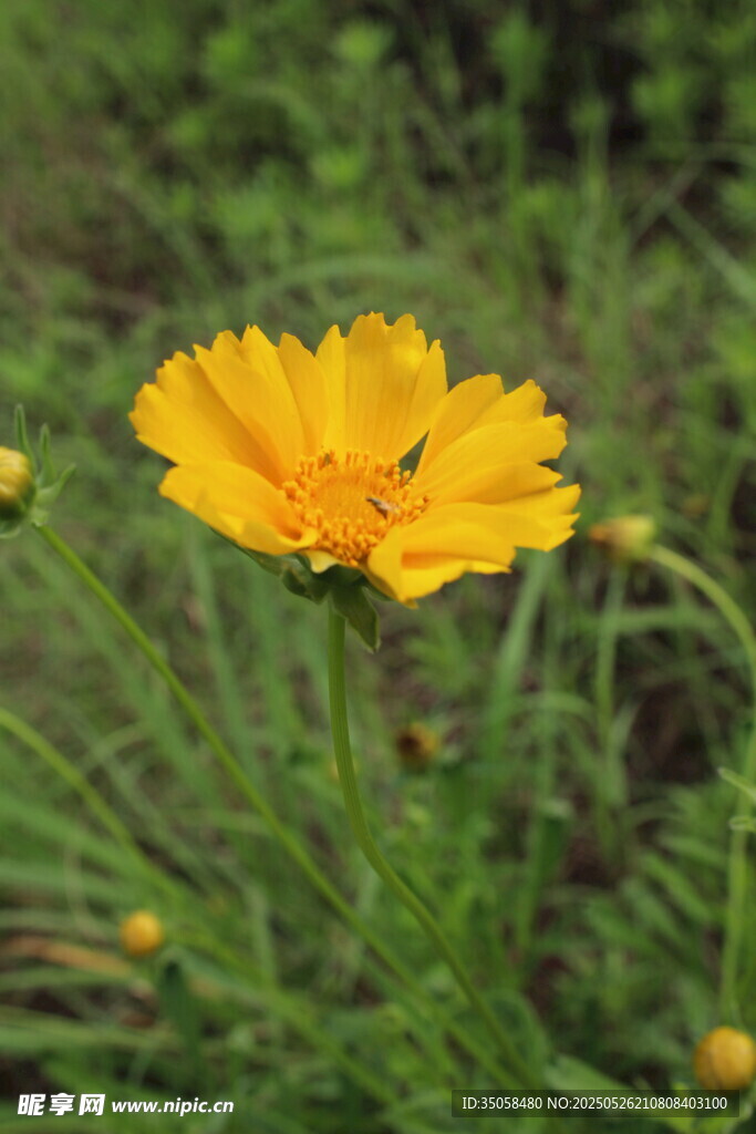 金鸡菊 