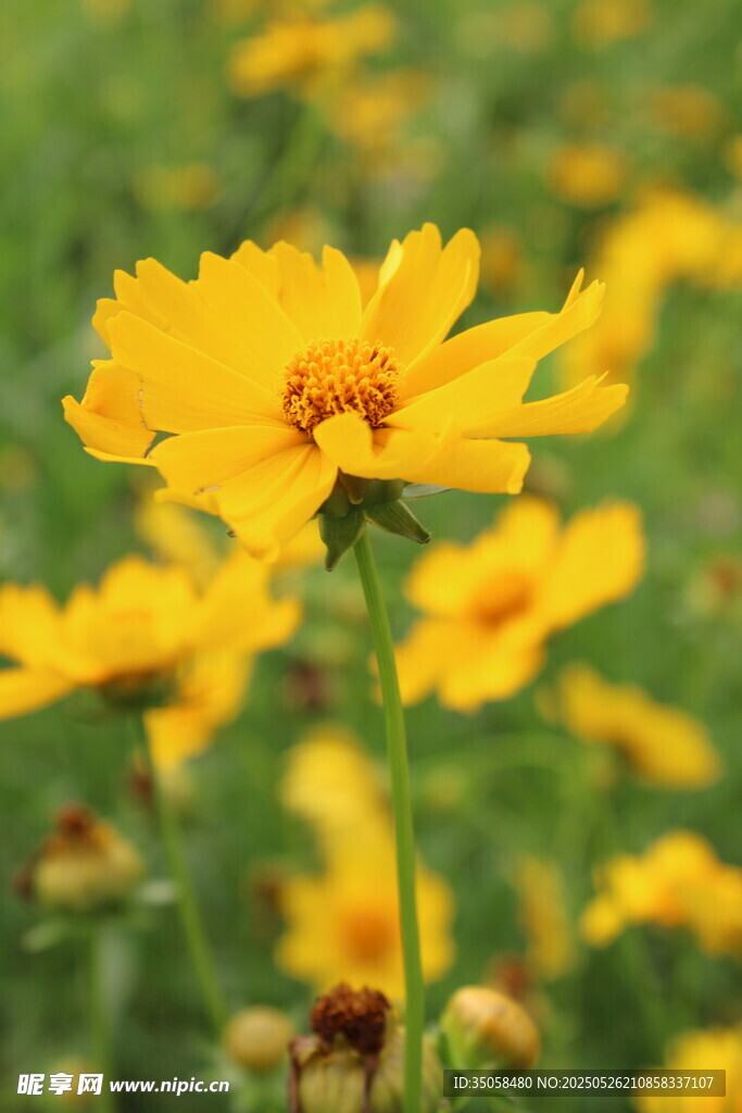 金鸡菊  