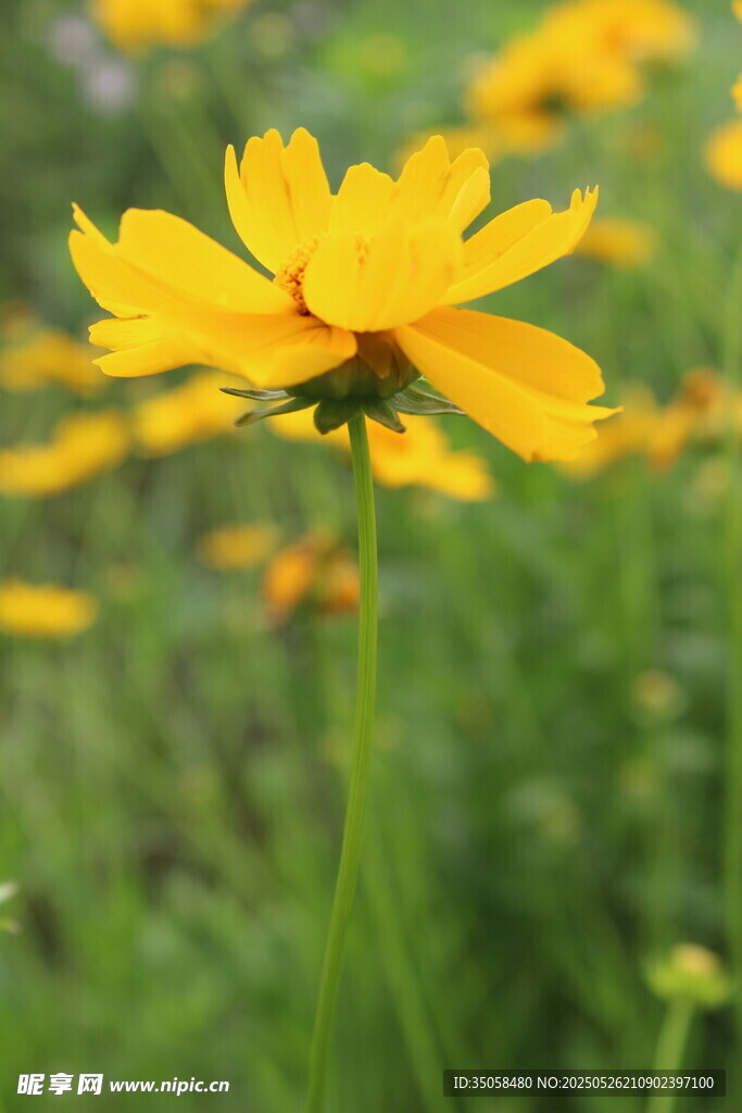 金鸡菊  