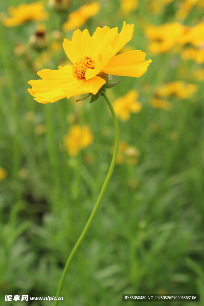 金鸡菊  