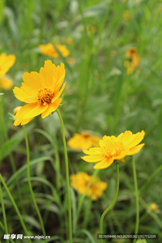 金鸡菊 