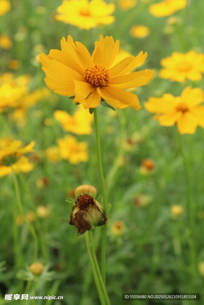 金鸡菊 