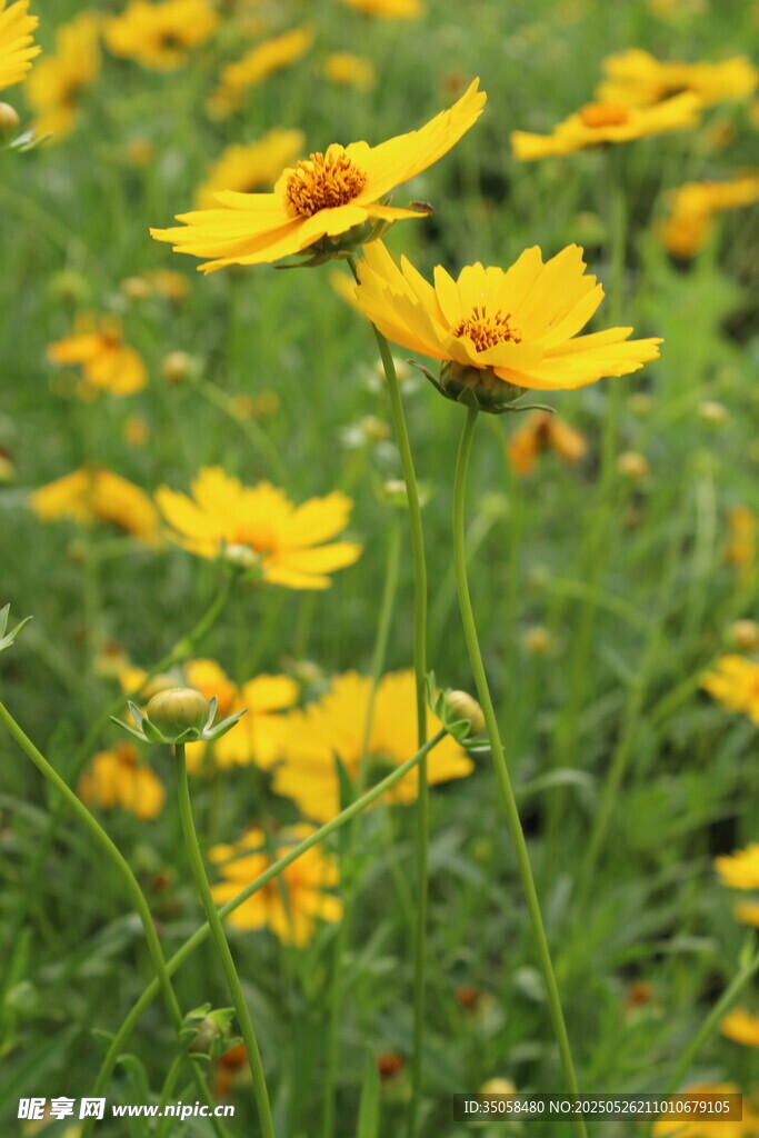 金鸡菊  