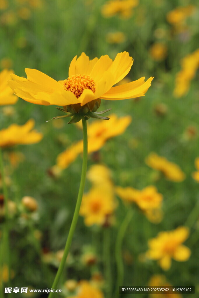 金鸡菊  